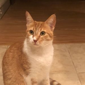 Meet your Posher, Shannn